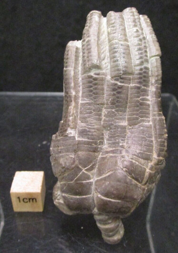 Beautiful triassic fossil - beautiful,