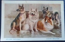 DOGS ALSATIAN SAMOYEDE COLLIE