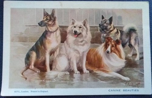 Dogs alsatian samoyede - dogs,