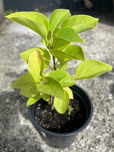 Lilac syringa vulgaris hardy - vulgaris,