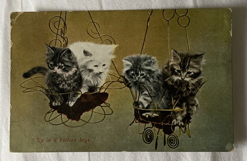 Vintage postcard kittens - postcard, of