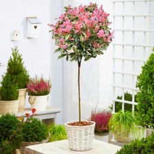 Photinia Serratifolia Pink