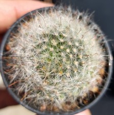 Mammillaria Bocasana -