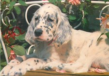 Picture Postcard_ Dog, English Setter Puppy [Salmon]