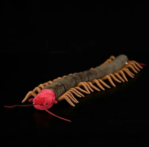 Centipede insect inch - centipede, 23