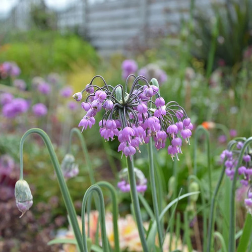 Allium cernuum hidcote - allium,