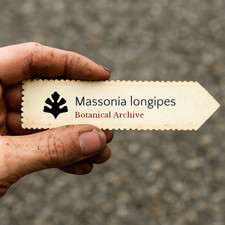 Massonia longipes 10 SEEDS -