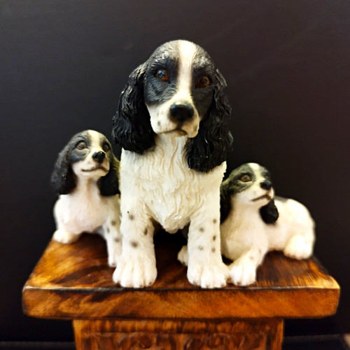 Black white spaniel - &, with