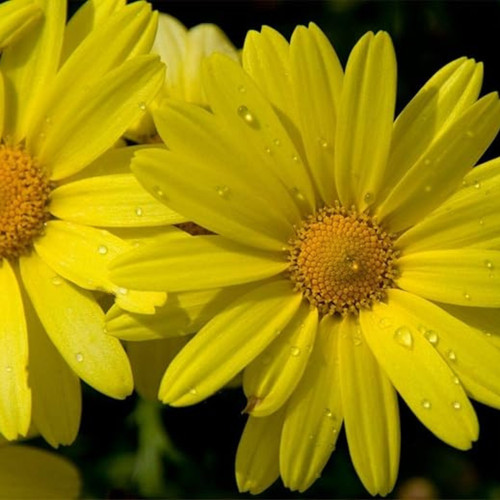 Corn marigold seeds 200 - corn,