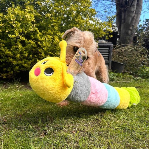 Giant caterpillar dog - caterpillar, with