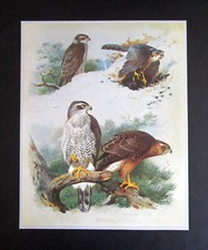 ARCHIBALD THORBURN   7.8"x