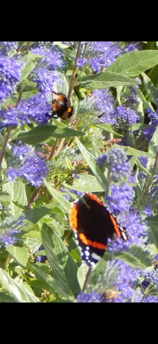 Caryopteris large bushy - caryopteris,
