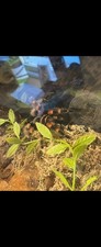 Tarantula Spider mexicon red knee and tank enclosure 