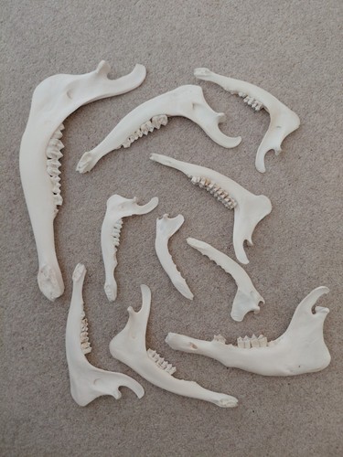 Jaw bones deer fox - jaw, 10