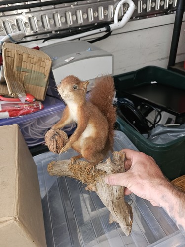 Taxidermy vintage red - taxidermy,