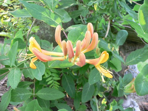 Lonicera brownii dropmore - x,