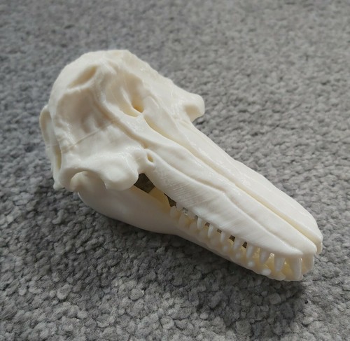 Killer whale skull model - killer,