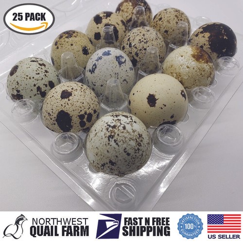 Jumbo quail egg cartons - quail, 12