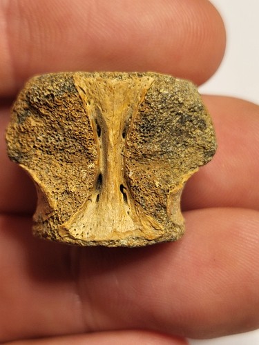 Crocodilian vertebra fossil - vertebra,