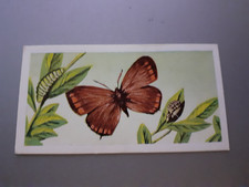 BRITISH BUTTERFLIES by BARRATT & Co -1965 - No:1 - Black Hairstreak