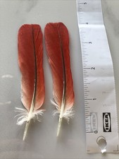 Parrot Feathers 