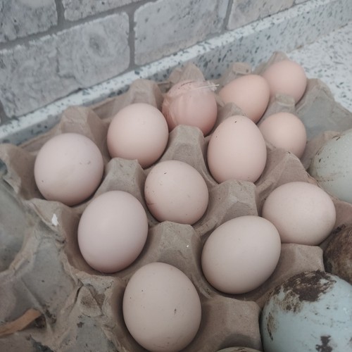 Fresh mixed bantam - , eggs