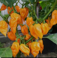 Dorset Naga Orange Chilli Seeds X10 Genuine Quality- UK seller