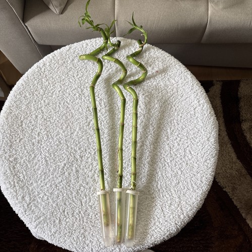Lucky bamboo 45 to - bamboo,