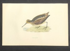 Jack Snipe 1891 Original print by Morris hand coloured antique British Birds