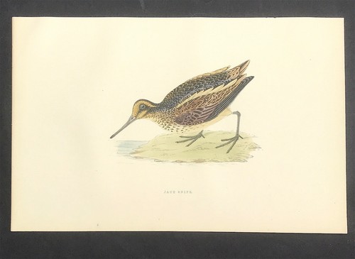 Jack snipe 1891 original - jack,