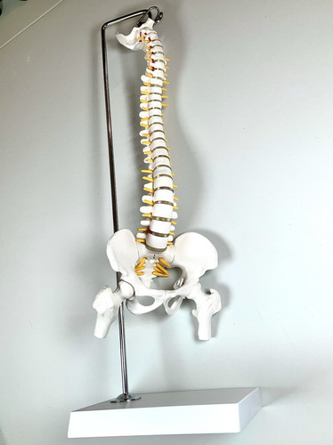 Human anatomical spine model - human,