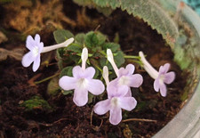 Sinningia pusilla 10 Seeds