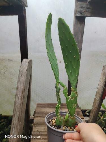Opuntia gomei old mexico - opuntia,