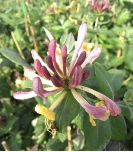 Honeysuckle plant lonicera - plant,,