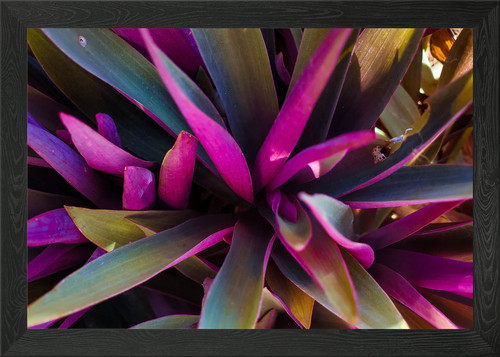 Floral photography gift - photography,
