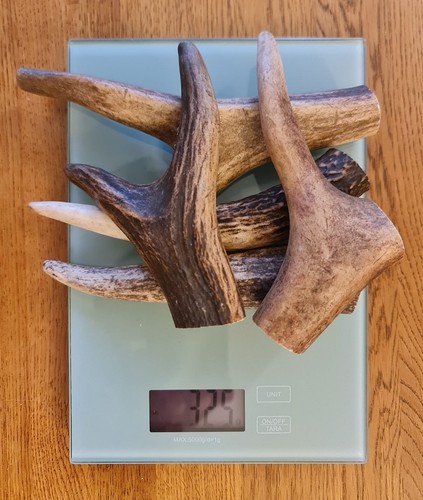 Small deer antlers - small,