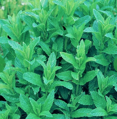 Large plug plants - x, of