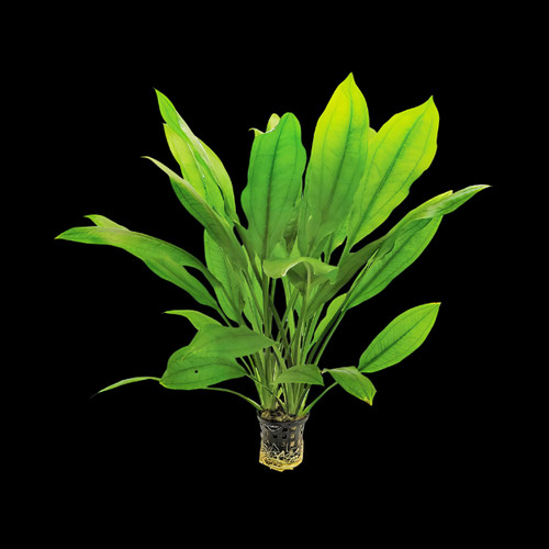 Potted plants amazon sword - 5x,