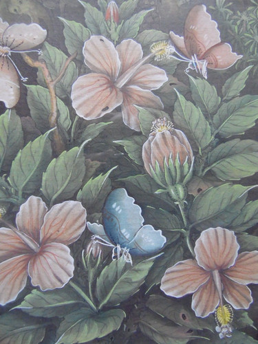 Butterfly hibiscus flowers - butterfly,
