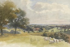 Sheep In Rural Landscape -