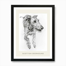 Scottish Deerhound Dog Line