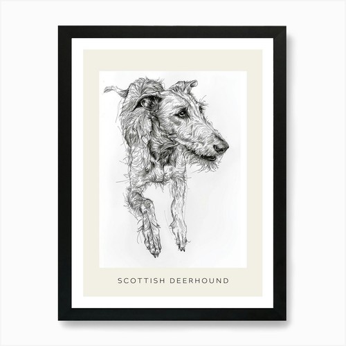 Scottish deerhound dog line - scottish,