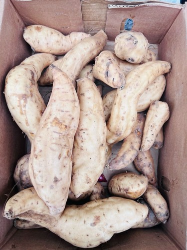 White sweet potato good - sweet,