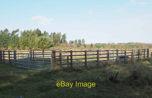 Photo 6x4 cattle handling - photo,