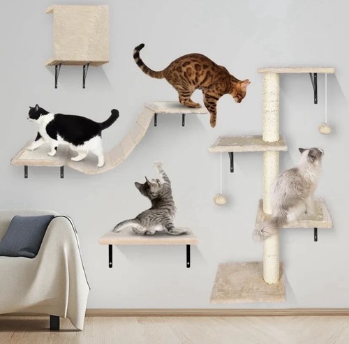 Cat wall climbing - climbing, 4