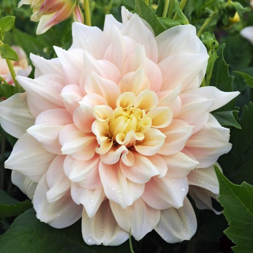 Cafe lait dahlia - x,