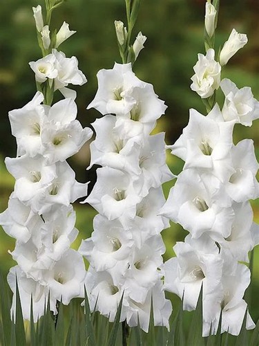 Gladioli snowboard white - 10,