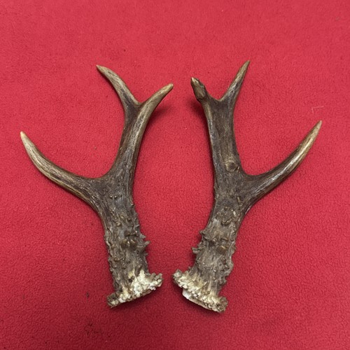 Pair roe deer antlers - deer,