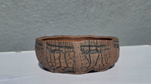 Premium shiten crackle bonsai - shiten,