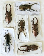 Cyclommatus Metallifer Stag Bronze Beetle Papered x6 A1 Entomology 50+mm *Nice*.